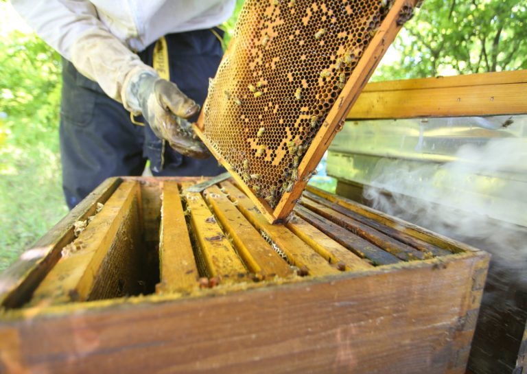 16. Juli – Imkereikurs – Wie entsteht eigentlich Honig?